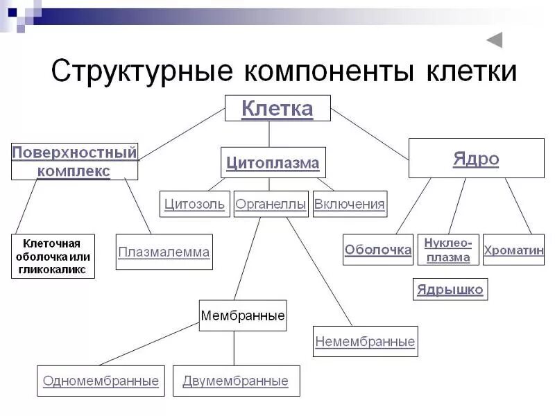 Каковы основные структурные