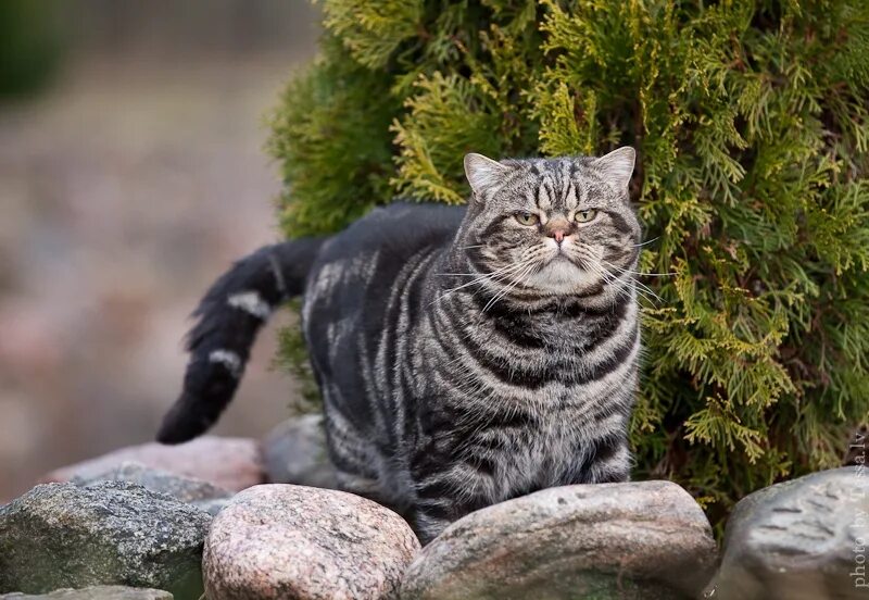 Очень важный кот. Важные коты. Кот думает. Важный кот. Кот барбадос.