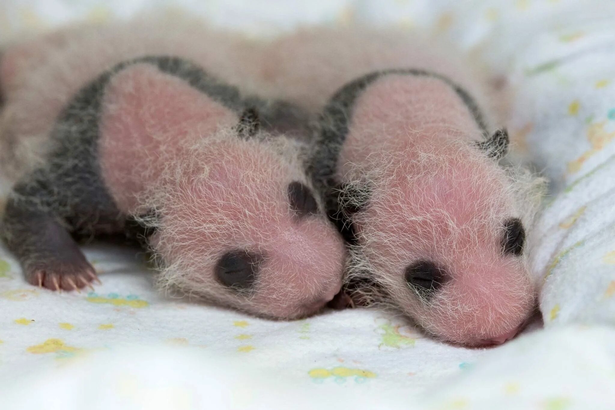 Родившийся детеныш панды. Панда с детёнышем. Панда и Детеныши 1 месяц. Новорожденные панды. Рождение панды.