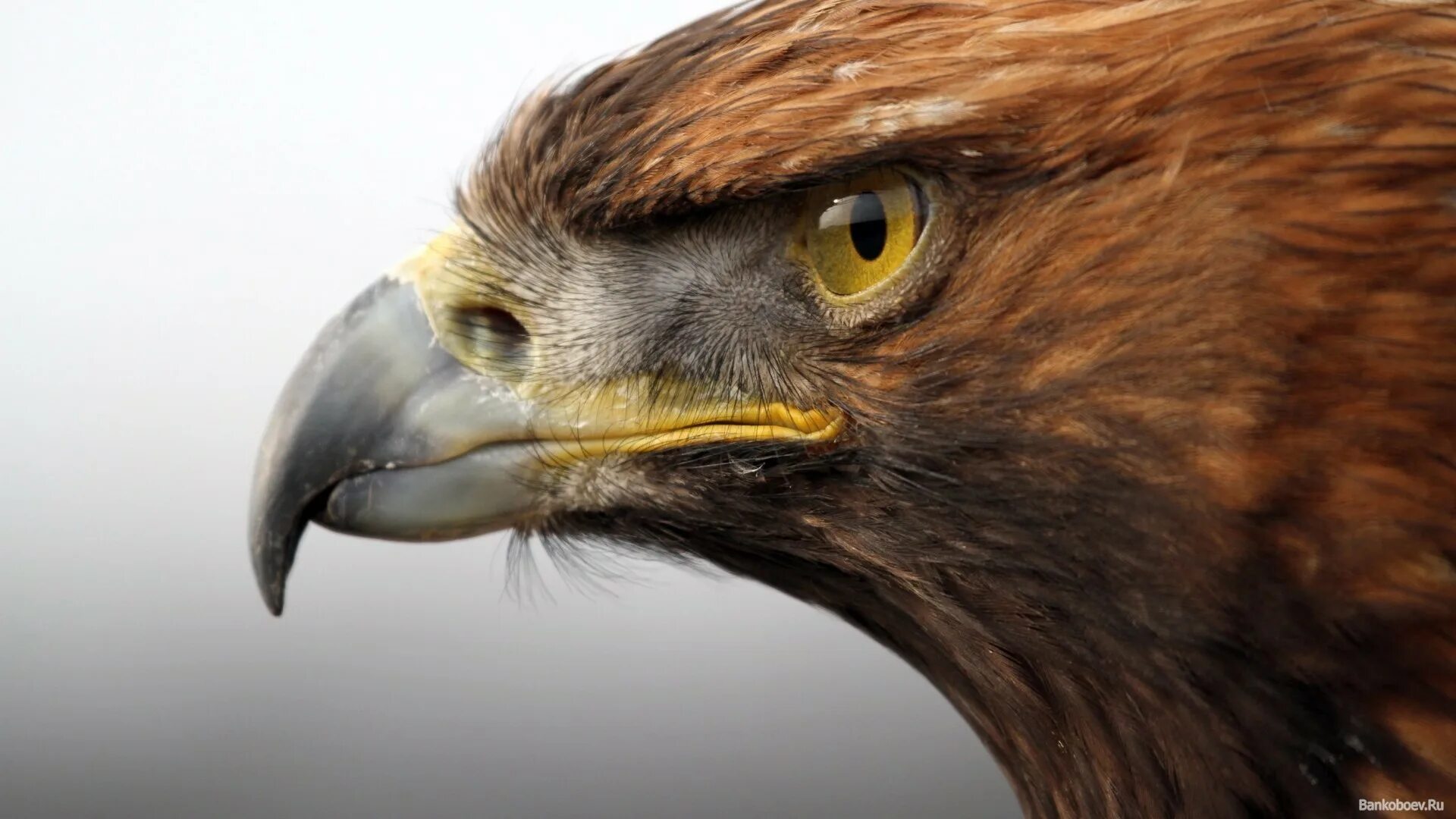 Голова ястреба. Голова ястреба. Ястребиный орёл. Беркут сокол ястреб. Голова ястреба.