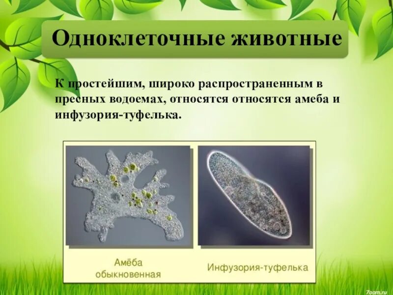 Одноклеточные животные и многоклеточные животные. Одноклеточные животные беолог 5 класс. Одноклеточные животные 5 класс биология класс. Одноклеточные организмы 5 класс.