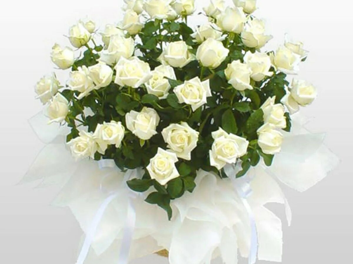Шикарный букет белых роз. Огромный букет белых роз. Букет из белых роз.