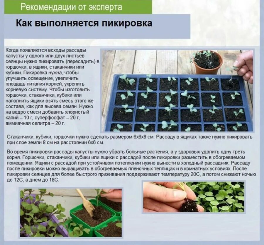 Через сколько дней всходит рассада томатов. Схема таблица пикировки рассады. рассада петунии пикировка корни. схема посадки семян на рассаду. сроки высадки семян на рассаду.