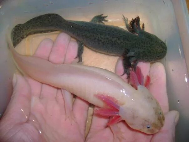 тритон испанский аквариумный. аквариумная ящерица аксолотль. карликовый тритон краснобрюхий. испанский иглистый тритон. сколько живут домашние тритоны.