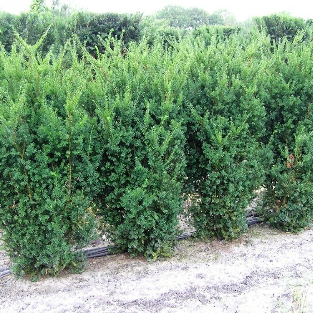 Тис средний (taxus media "hicksii")*. Тисс ягодный хикси. Тисс средний hillii. Тис hicksii. Тис ягодный хикси.