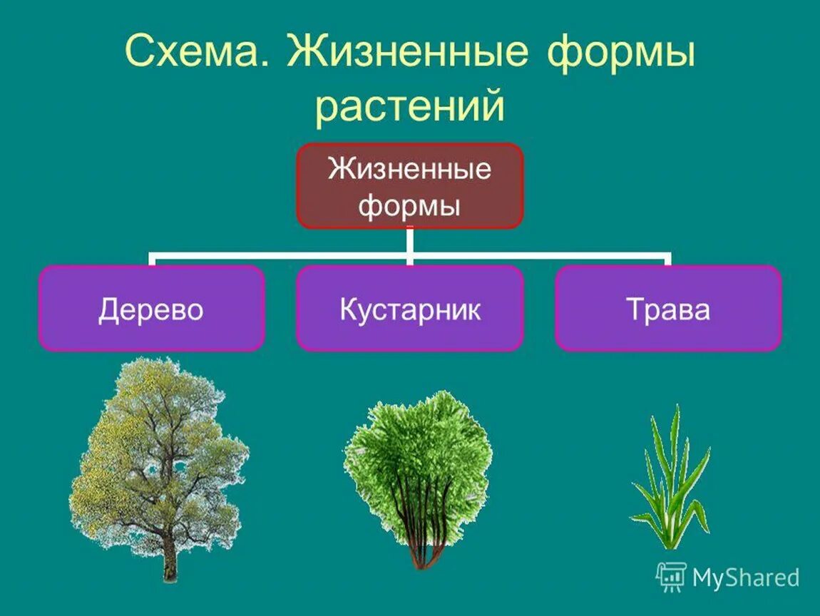 Дизненныеформ растений. Жизненные формы растений схема. Растения жизненные формы растений. Растения разных жизненных форм.