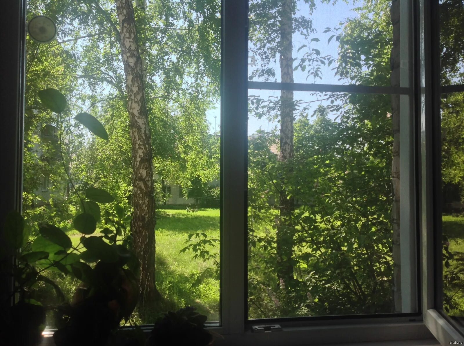 Вид из окна. Вид из окна на лес. Вид из окна на природу. Вид из окна деревья. Стекло с улицы не видно