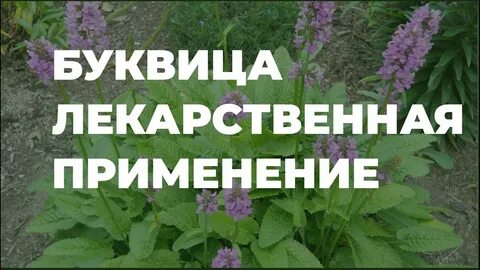 Буквица лечебные