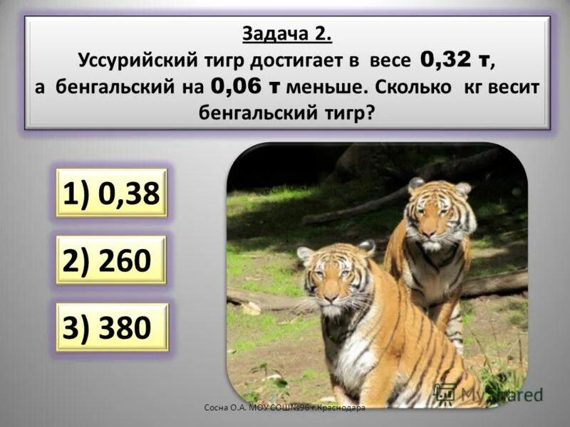 Задачки про животных про тигра,. Развивающие задания по теме тигр для детей. Уссурийский тигр проект. Задание о тигре детям. Загадка про тигра.