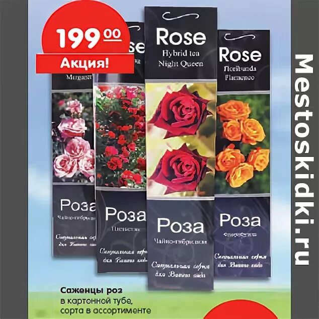 Акция саженцы розы. Акция саженцы розы. Акция саженцы розы. Акция саженцы розы. Акция на саженцы роз.