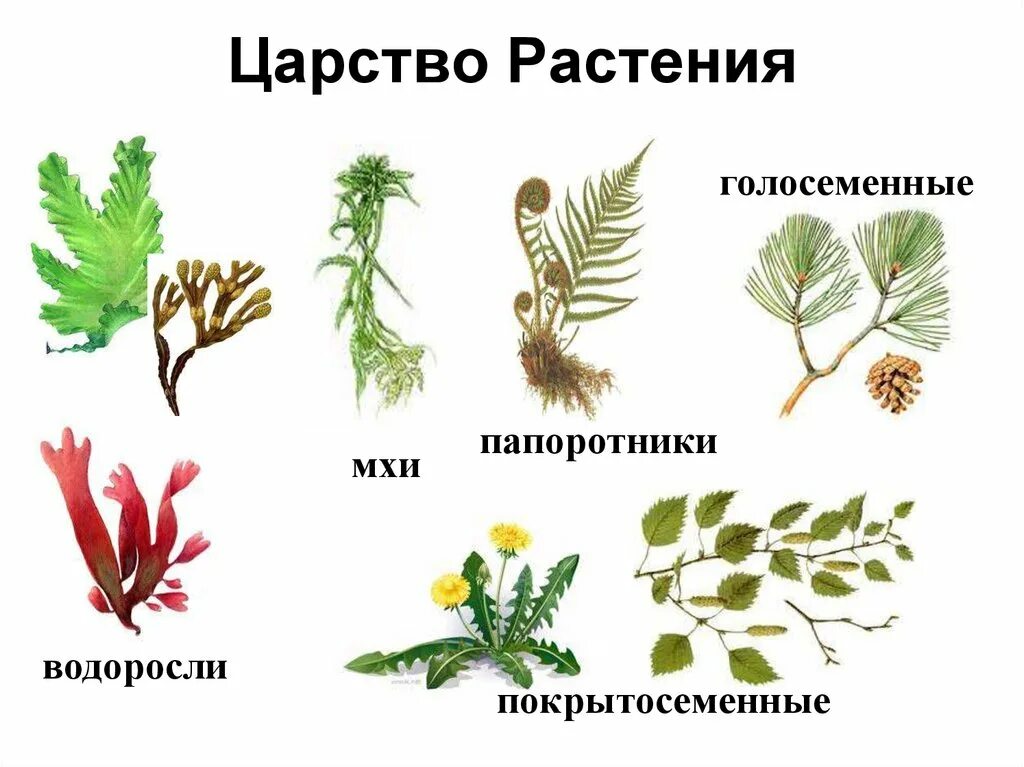 1 шт 3 растительное