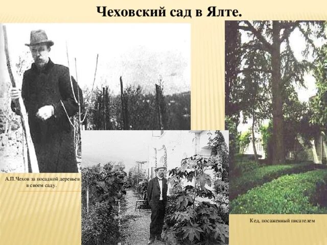 Жизнь чехова в ялте. Чеховский сад в ялте. чехов в своём саду.