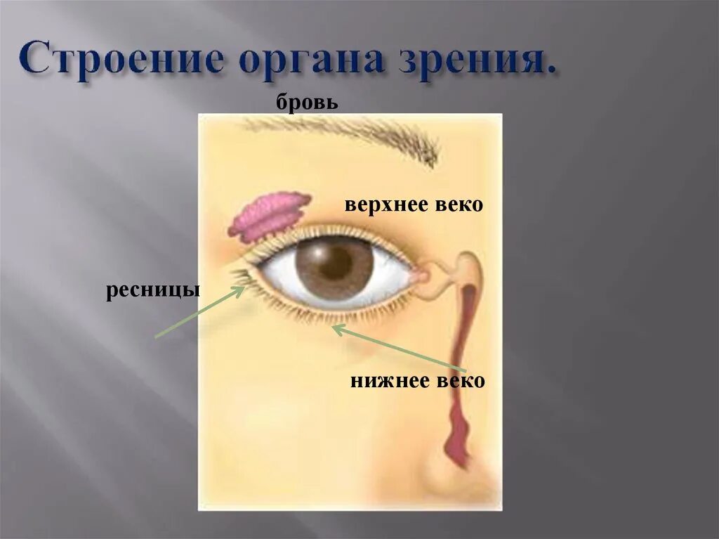 Строение органа зрения. Органы чувств строение органов зрения. Орган зрения анатомия. Орган зрения и зрительный анализатор.