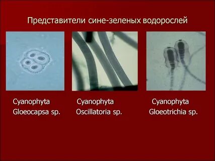 Когда появились сине зеленые водоросли
