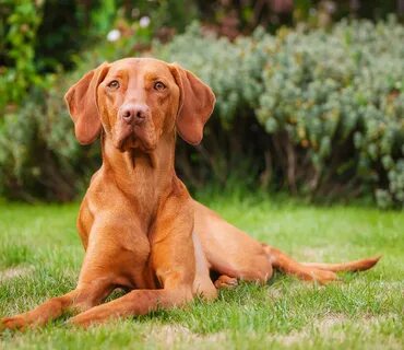 Dog medium