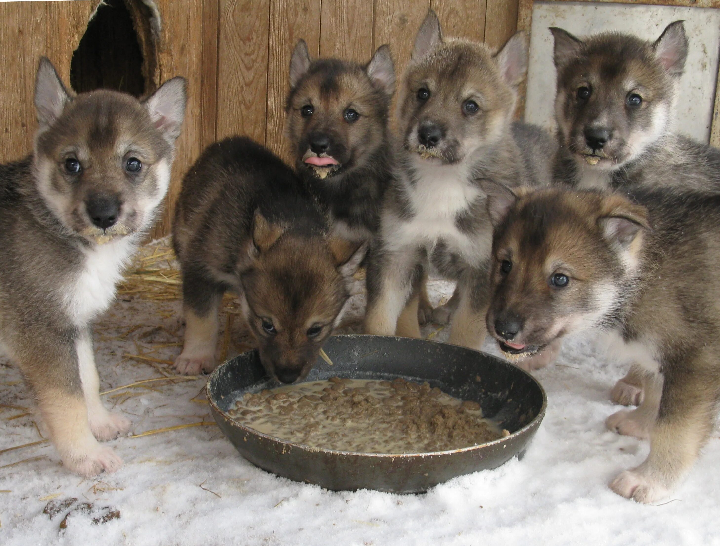 Западно сибирская лайка. Щенки западно сибирской лайки белорусские. Сколько щенков щенят западно сибирская лайка. Западно сибирская лайка щенки 2 месяца. Западно сибирская лайка щен.