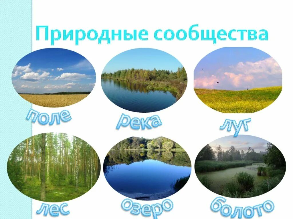 Подпишите названия природных сообществ. Название природного сообщества. природное сообщество окружающий мир. природное сообщество это 4 класс. природные сообщества название сообщества.