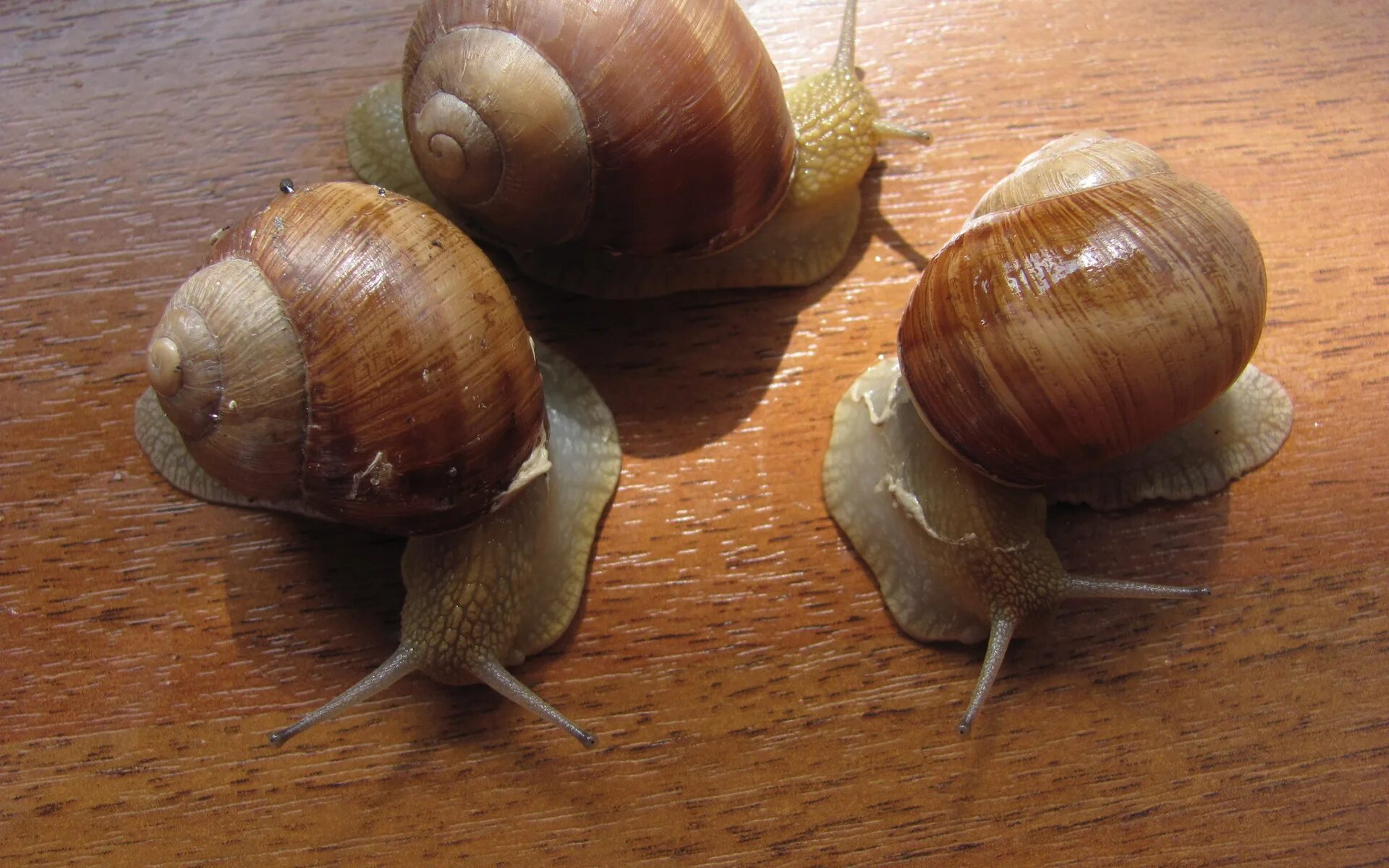 Улитка Helix pomatia. Виноградная улитка Хеликс. Виноградная улитка съедобная. Хеликс Албенсис улитка. Купить улитку живую