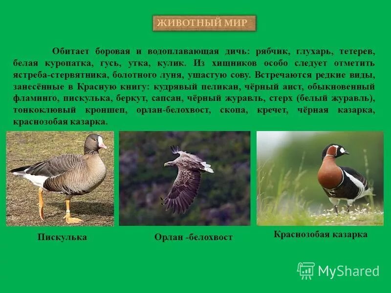 дичь синоним. дикие птицы дичь. дичь синоним. дичь синоним. виды дичи.