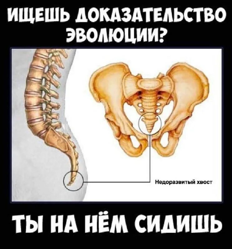 наличие копчика в скелете человека доказательство эволюции