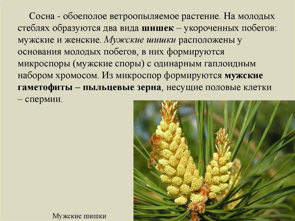 Где образуются пылинки у сосны. Шишка сосны обыкновенной пыльца. Пыльца сосны сосны строение. Голосеменные растения сосна обыкновенная. Мужские и женские шишки голосеменных растений.