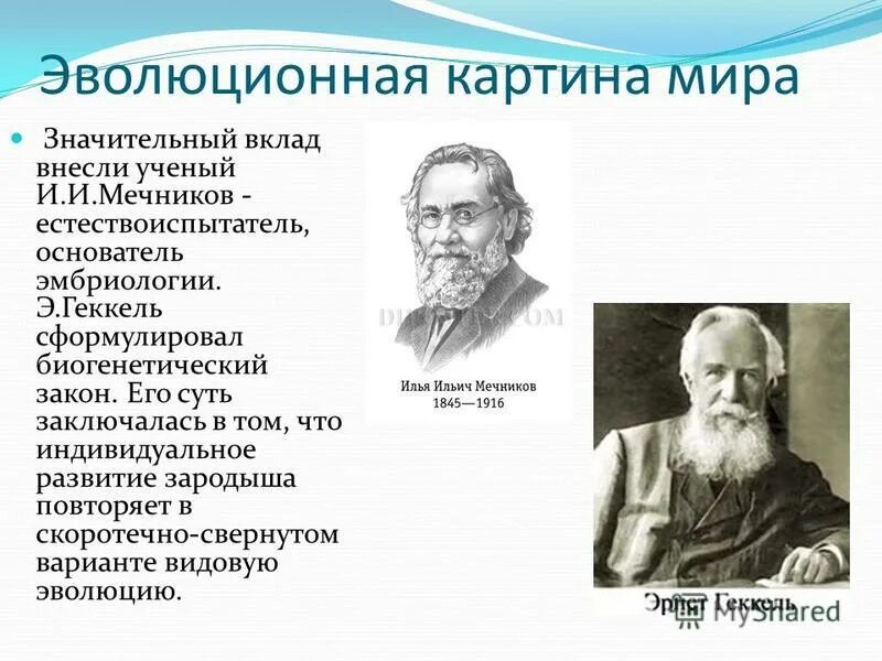 Ученые внесшие вклад в генетику. Биогенетический закон Геккеля. Геккель вклад. Представители биогенетического подхода.