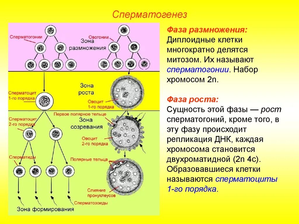 Сперматогенез сколько клеток. Овогенез размножение рост созревание. Сперматогенез зона созревания. Фаза размножения овогенеза. Зона размножения овогенеза.