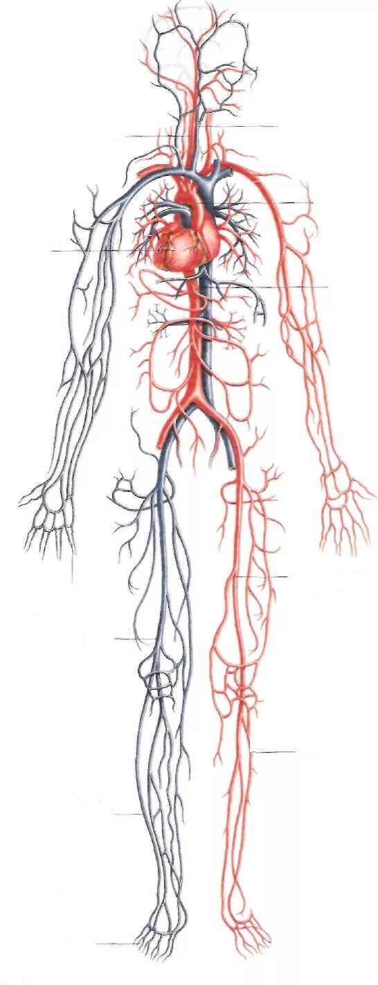Артерии и вены тела. Венозная система человека анатомия. Сосуды артерии и вены анатомия.