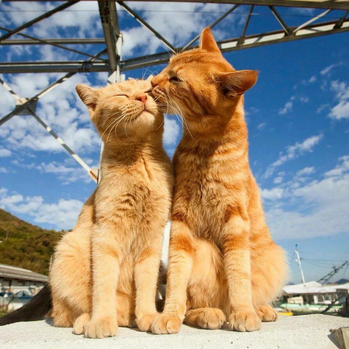 Влюбленные кошки. Котики любовь. Два котика. Рыжий кот и кошка