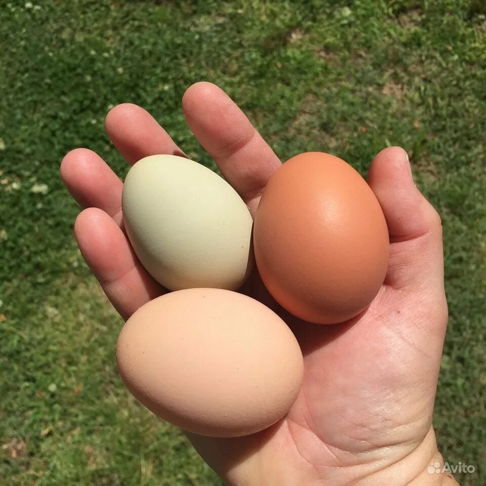 Egg 10. Яйцо куриное. Домашние куриные яйца. Яйцо домашнее куриное. Коричневое яйцо.