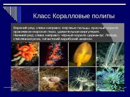 Коралловый значение