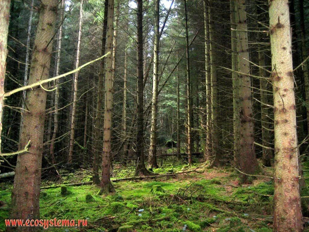 Темнохвойный еловый лес. Светло и темнохвойные деревья. Хвойные леса Шотландии. Светлохвойные леса жутко. Лесной хвойный пояс
