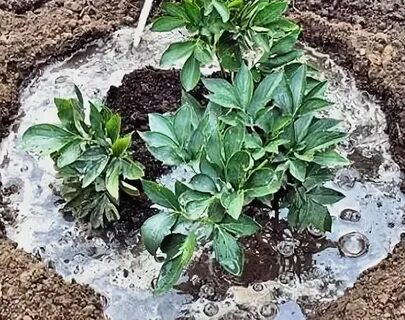 Уход за пионами летом