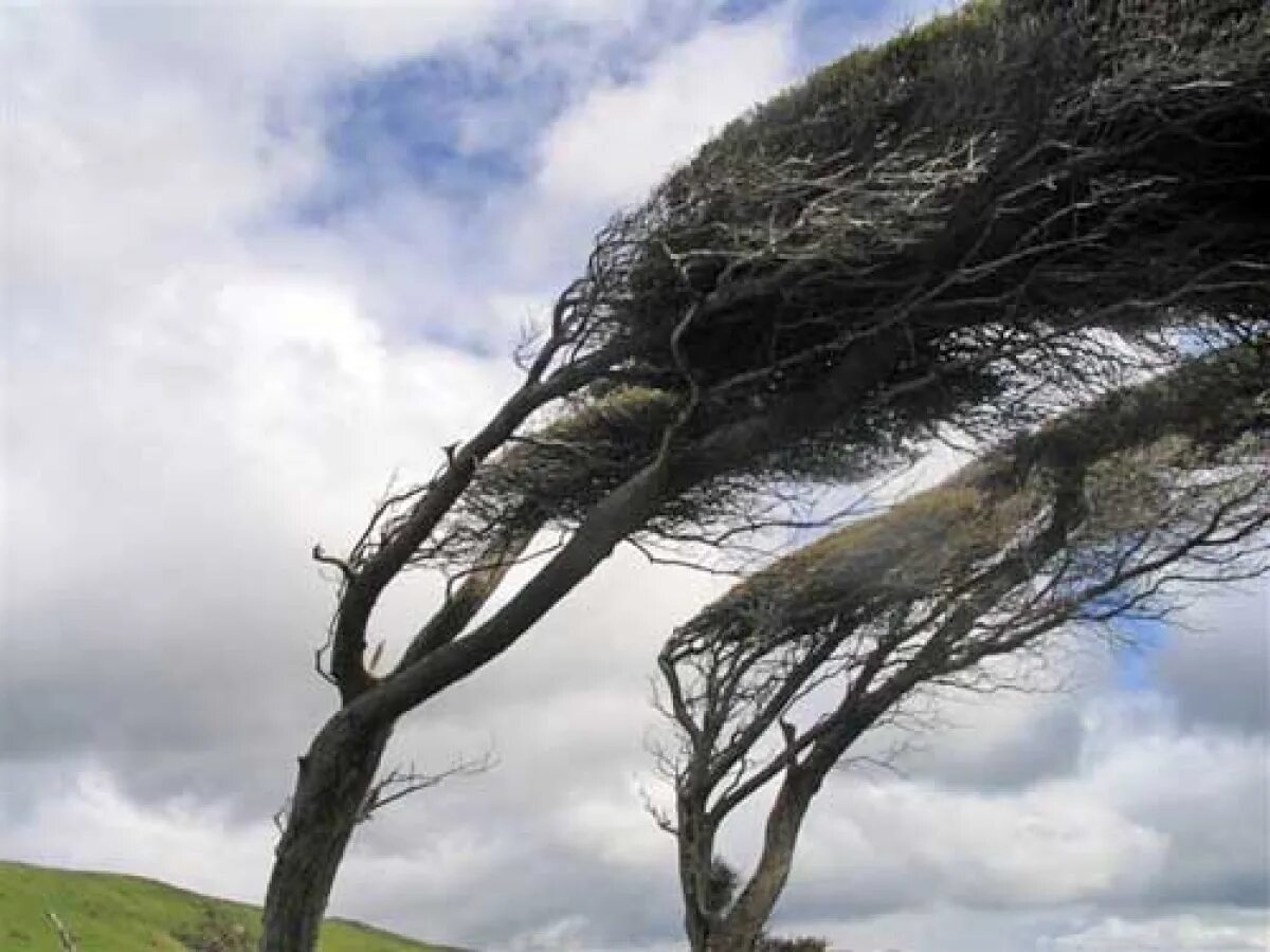 Сильный ветер деревья. Деревья с порывом ветра. Ураган деревья. Природные явления ветер сильный.