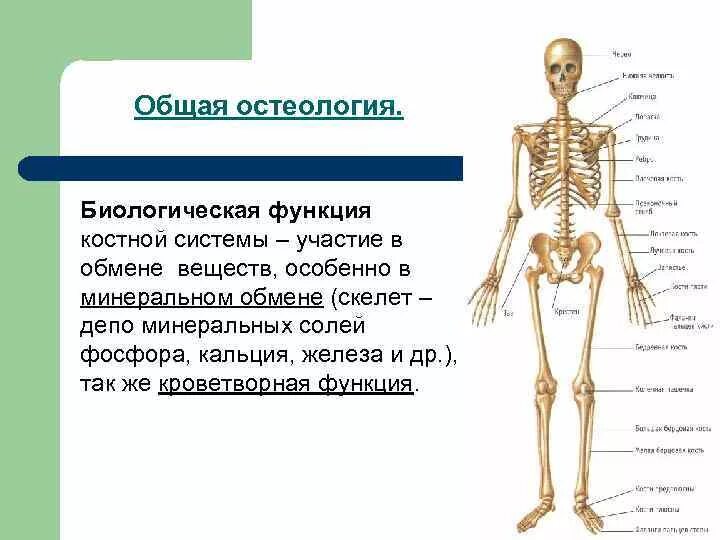 Система скелета Остеология\. Остеология анатомия костей. Костная система строение и функции. Биологические функции костной системы.