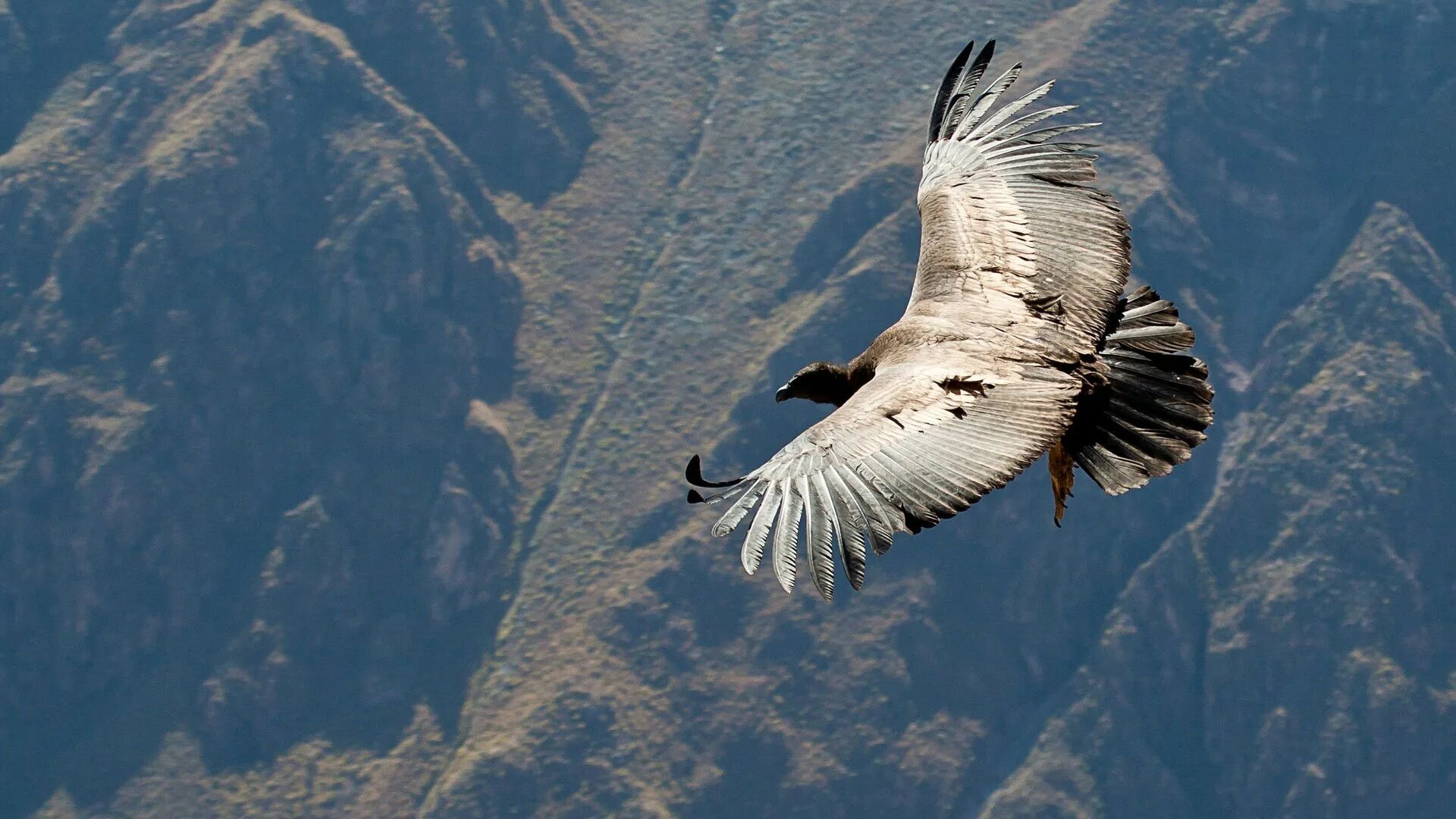 Птицы летающие на высоте. Перу-Андский Кондор. Андский Кондор в полете. Птица Андский Кондор. Андский Кондор размах крыльев.