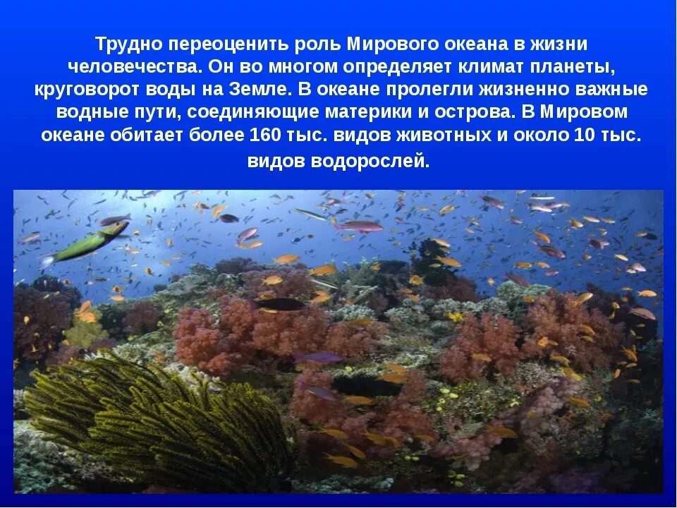 Какое значение имеет тихий океан. Обитатели мирового океана. Разнообразие жизни в океане. Животные и растения моря. Растения мирового океана.