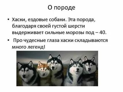 Хаски описание