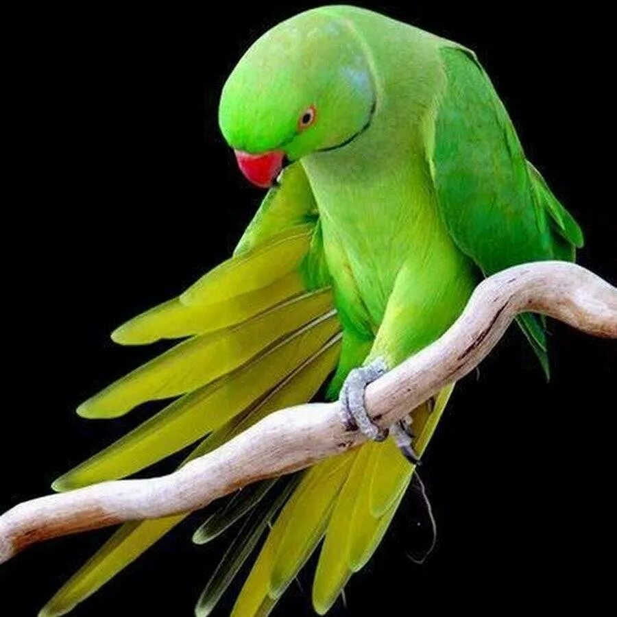 Говорящий ожереловый попугай. Ожереловый попугай зеленый. Самка ожерелового попугая. Ожереловый попугай ручной. Ожереловый лютино.