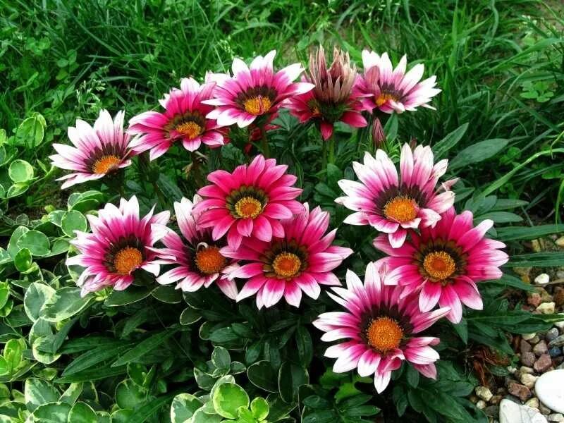 Остеоспермум акила. Урсиния укропная цветок. Остеоспермум баттермилк. Гацания, газания, гацания. Однолетнее растение 5 букв.