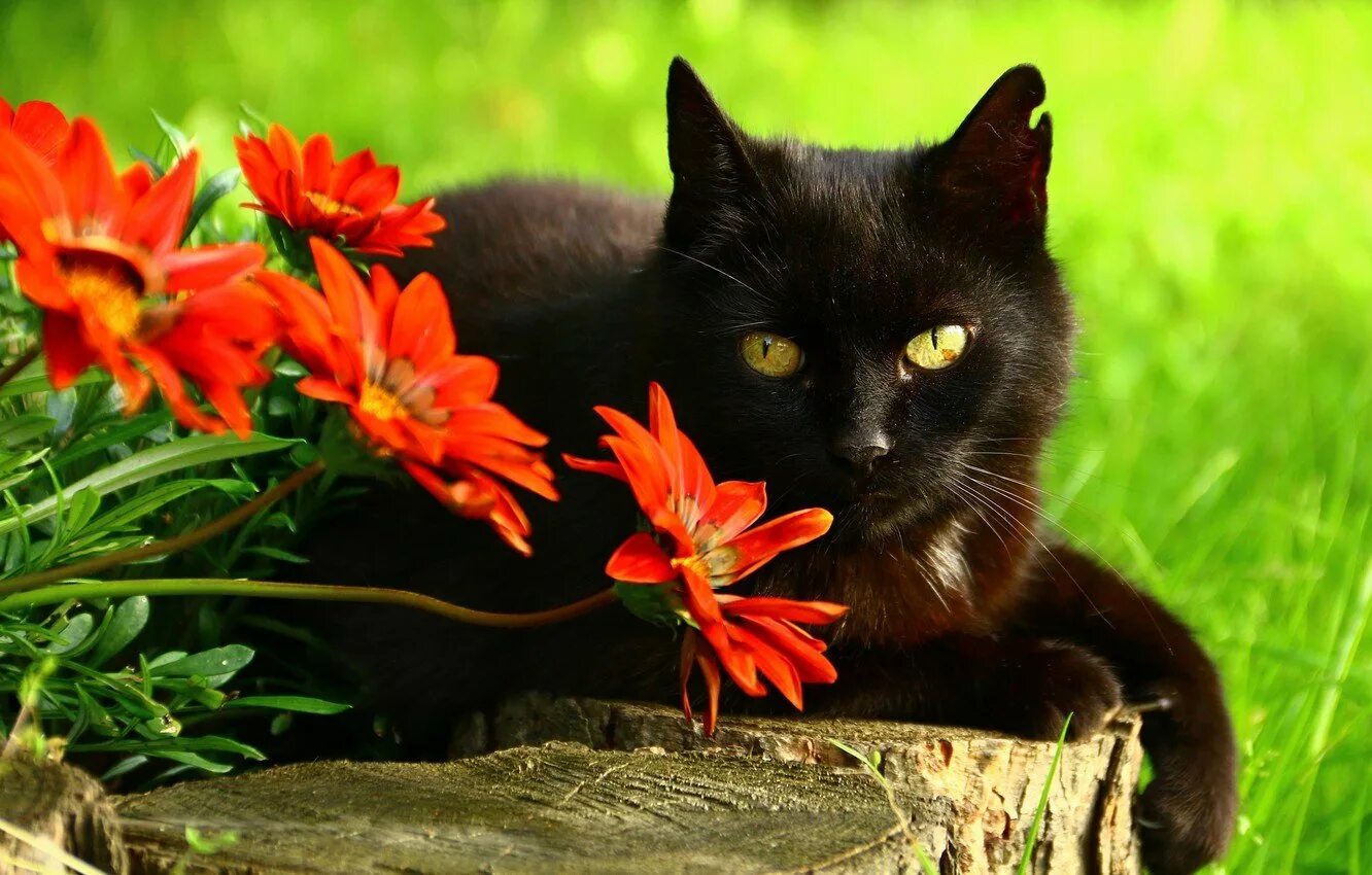 Кошки 9 мая. Чёрный кот. черные коты. красивые кошки. цветы и животные.