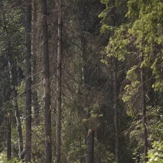 Леса ногинска