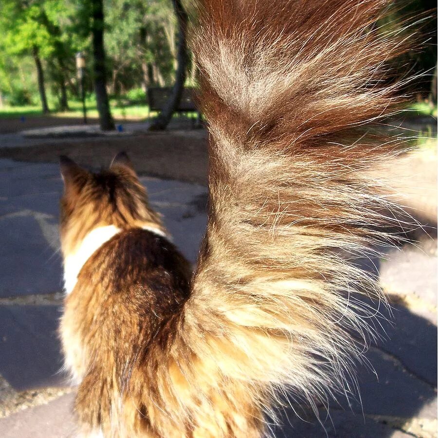 Собака с хвостиком. Воспаление сальных желез на хвосте у кота. Кошачий хвост. Хвосты кошек и собак. Хвосты кошек и собак.