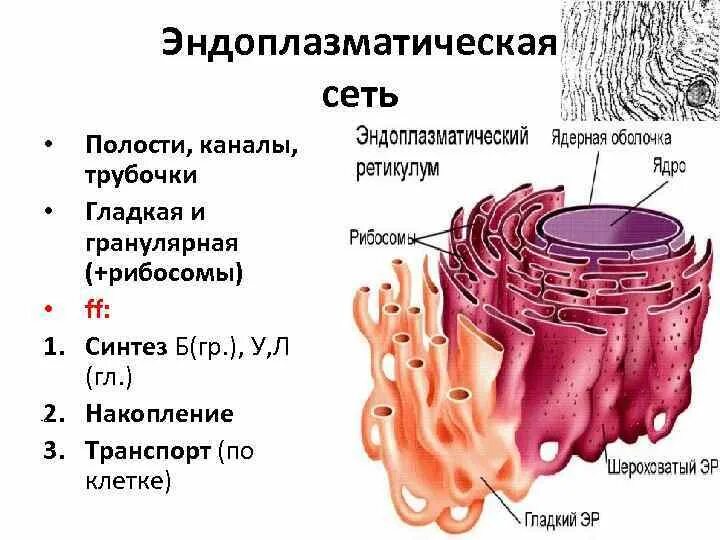 Эндоплазматическая сеть имеющая рибосомы. Эндоплазматический ретикулум функции. Эндоплазматическая сеть а гладкая б шероховатая. Гладкая эндоплазматическая сеть оболочка ядра. Строение эндоплазматический ретикулум клетки.