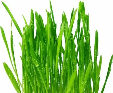 Grass plant
