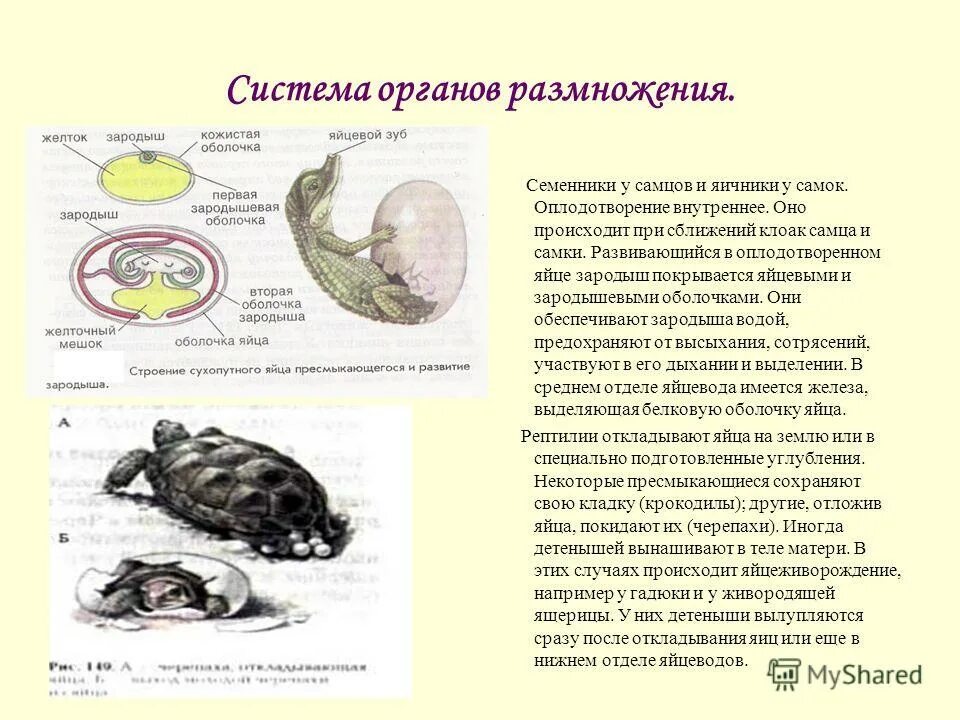 Появление яйцевых оболочек