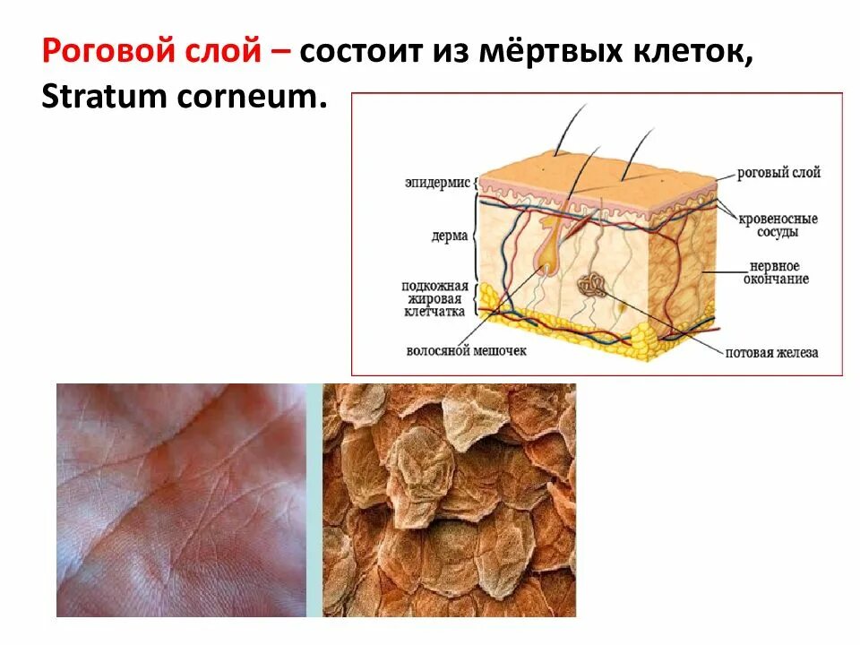 Кожные роговые образования это. Строение рогового слоя кожи. Слои эпидермиса кожи. Эпидермис роговой слой чешуйки. Строение рогового слоя эпидермиса.