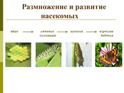 Три стадии развития насекомого
