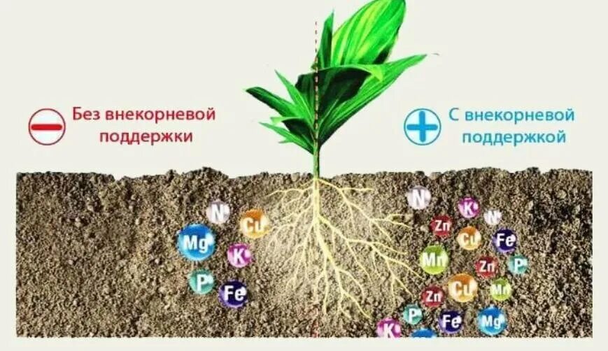 Удобрения в жизни растений. Реклама удобрений для растений. Источник питательных веществ для растений. Питание растений. Влияние микроэлементов на растения.