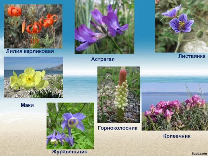 Растительный мир прибайкалья для детей. Растительный мир прибайкалья подготовительная группа. Растительный мир байкала. Растительный мир прибайкалья подготовительная группа. Растительный мир прибайкалья подготовительная группа.